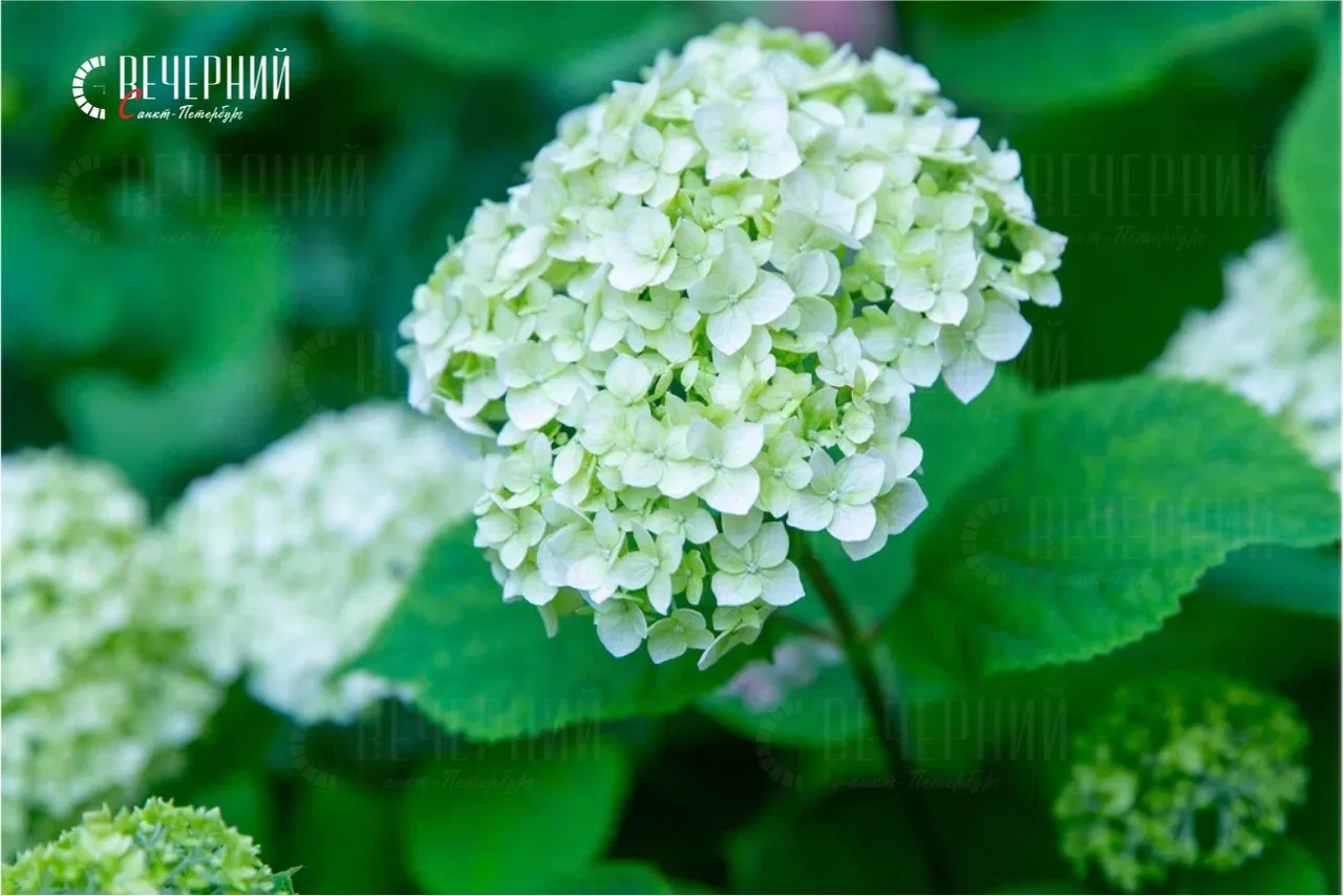 🌸 С добрым утром, дорогие читатели!

Фото: Владимир Демин
Подписаться на Вечерний Санкт-Петербург в