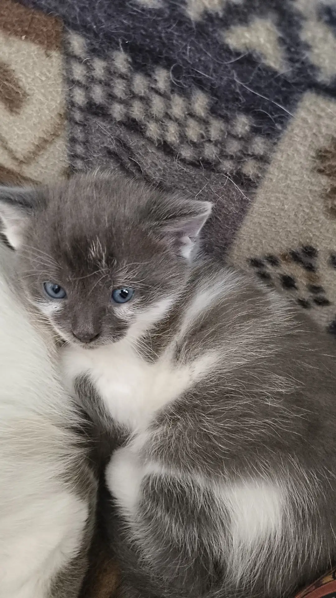 Срочно нужен дом двум чудесным котикам!!! Возраст один месяц, молочко пить научились, л...