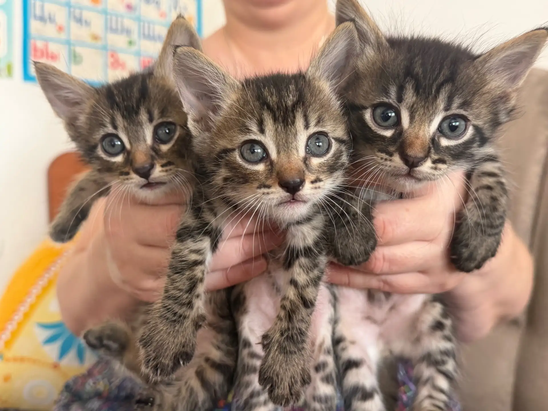 Отдам в добрые руки котят. К лотку приучены, кушают сами, ночью спят.

👤 Татьяна Чикина

📦 Подписа