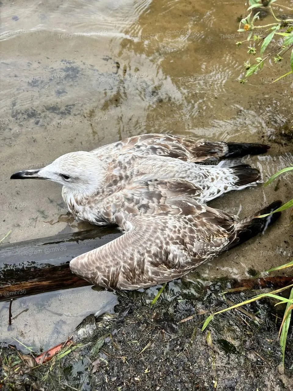 🐦 В Воронеже прохожие спасли раненую чайку возле ТЦ «Европа» на улице Ильича.