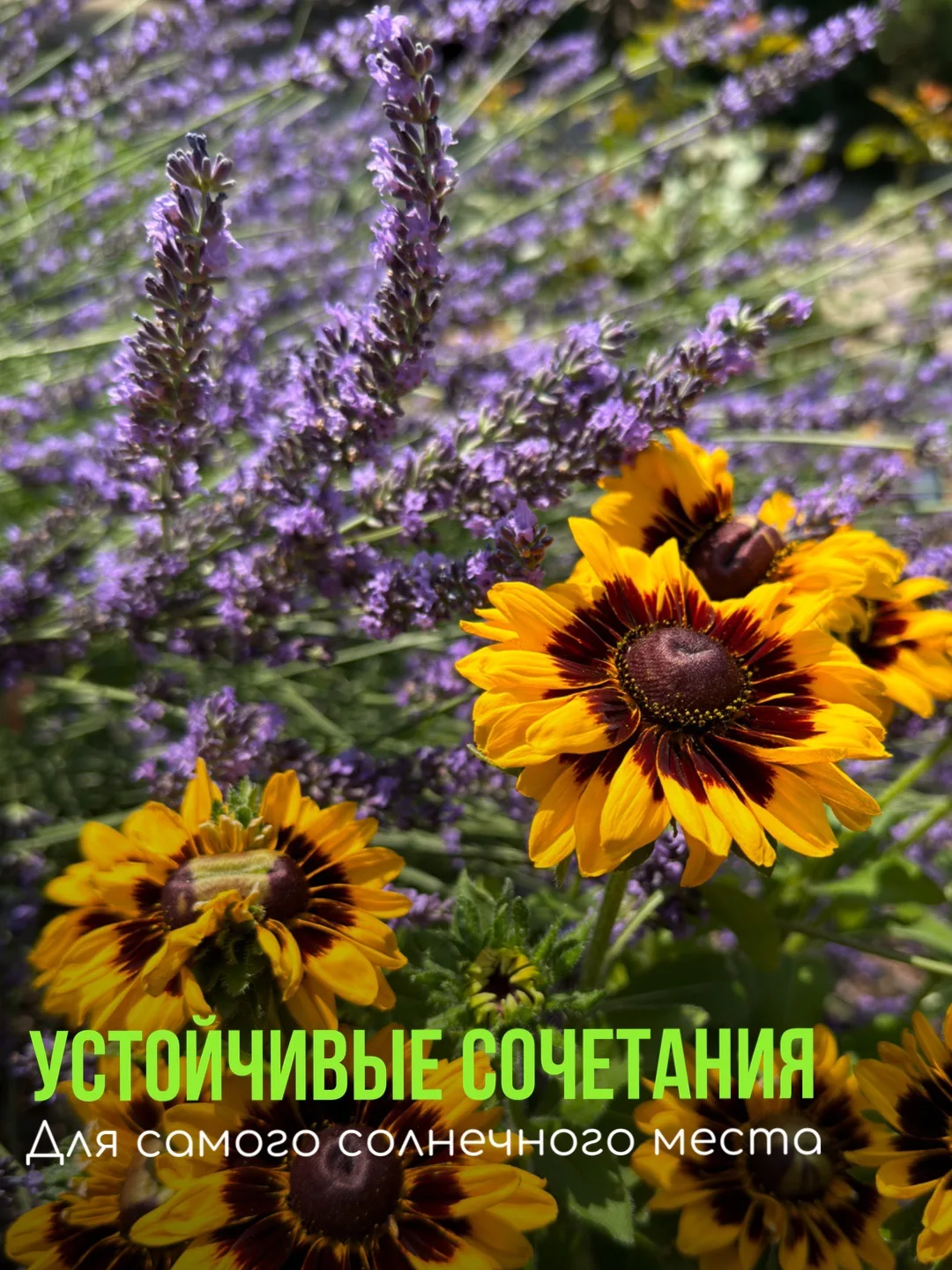 Важно не только выбрать 1 красивое растение для сада.
