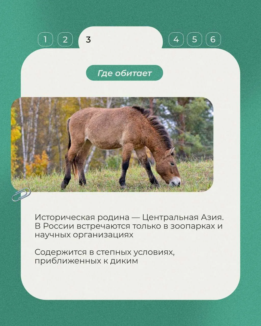 Сегодня в рубрике «Животные Красной книги» несколько фактов о лошади Пржевальского, дикой лошади, си