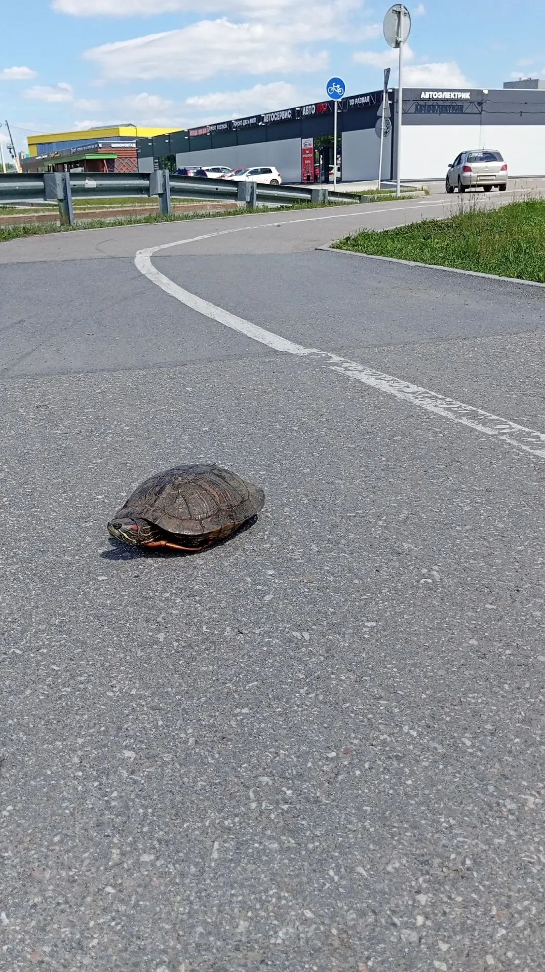 Черепаха возле Максидом🐢