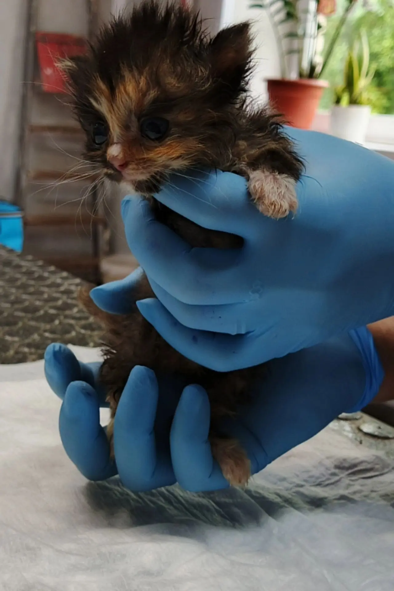 🐱💯 Храбрый маленький пациент был у нас на осмотре! 👏

✨ Обсудили с владельцем важные моменты: тон