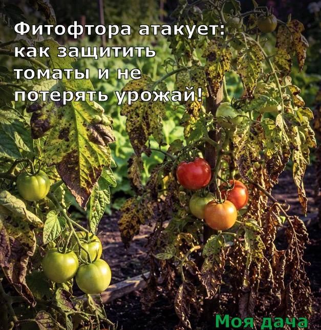 Фитофтора атакует: как защитить томаты и не потерять урожай 🍅

Фитофтора — гриб, который может унич