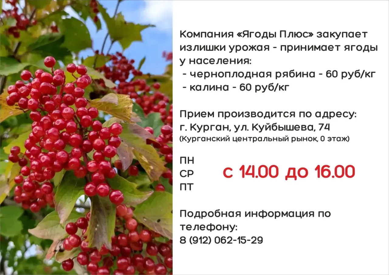 🍒Компания «Ягоды Плюс» принимает у населения черноплодную рябину и калину по 60 рублей...