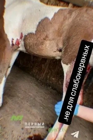 🚨 В ХМАО усилили отлов бездомных собак после ЧП в Дивном