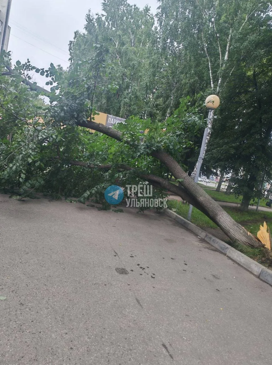 🚨 На ул. Полбина, 50 рухнуло дерево, повредив  электропровода бутика

▶️ Прислать новость