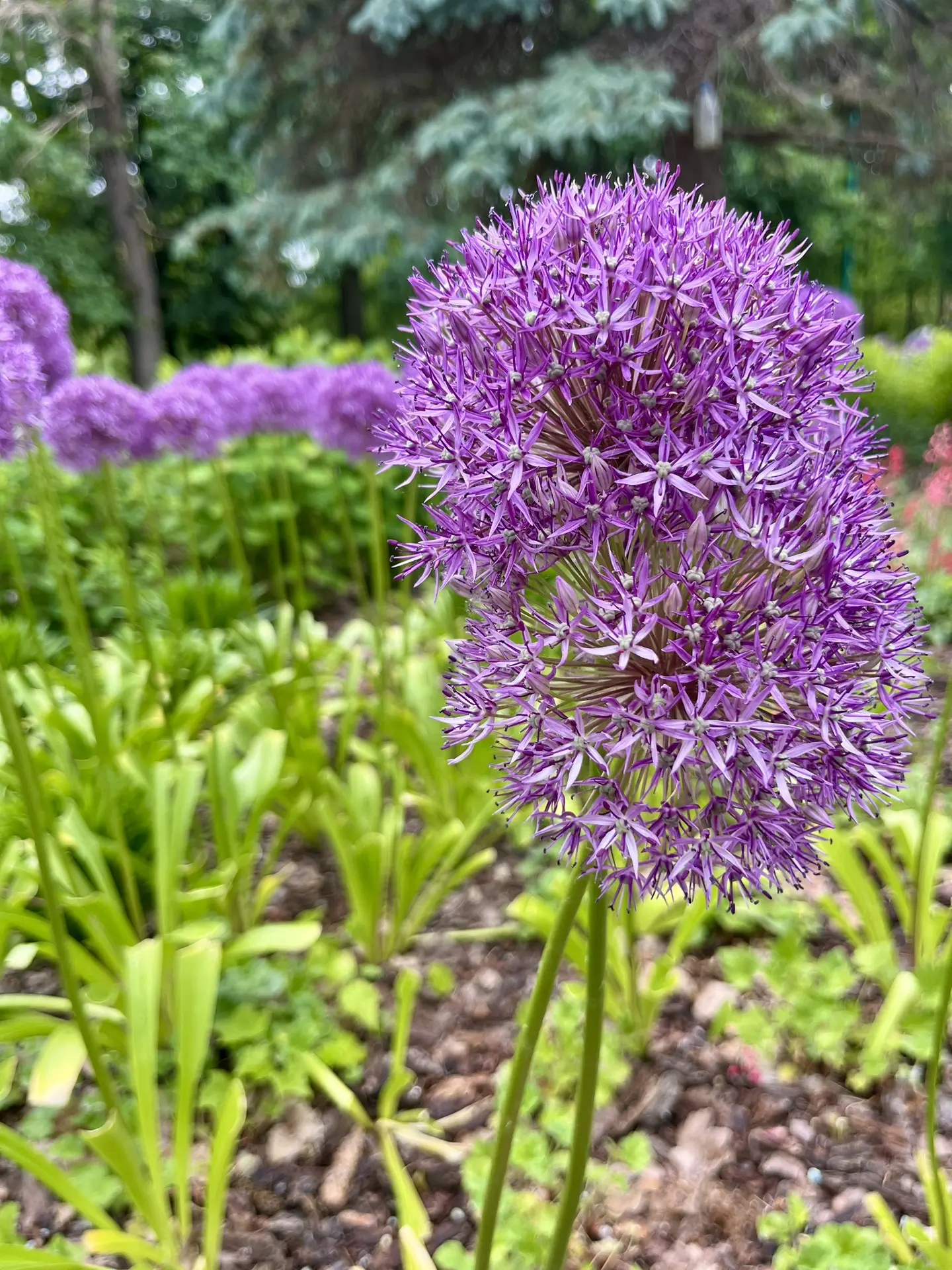 Наслаждайтесь каждым мгновением! 🍇💜
