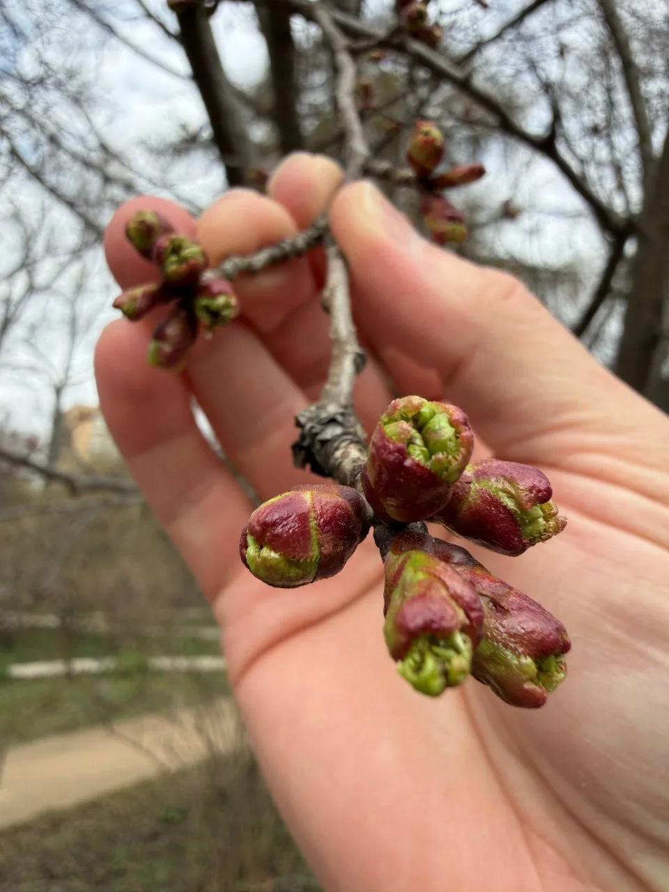 САКУРА в Аптекарском огороде зацветёт к концу недели! 🌸  Проспект Мира 26/1  МОСКВА