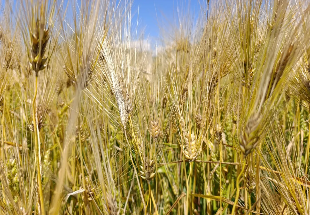 🌾 Два района Ростовской области готовятся ввести режим ЧС из-за почвенной засухи

«Так, на территор