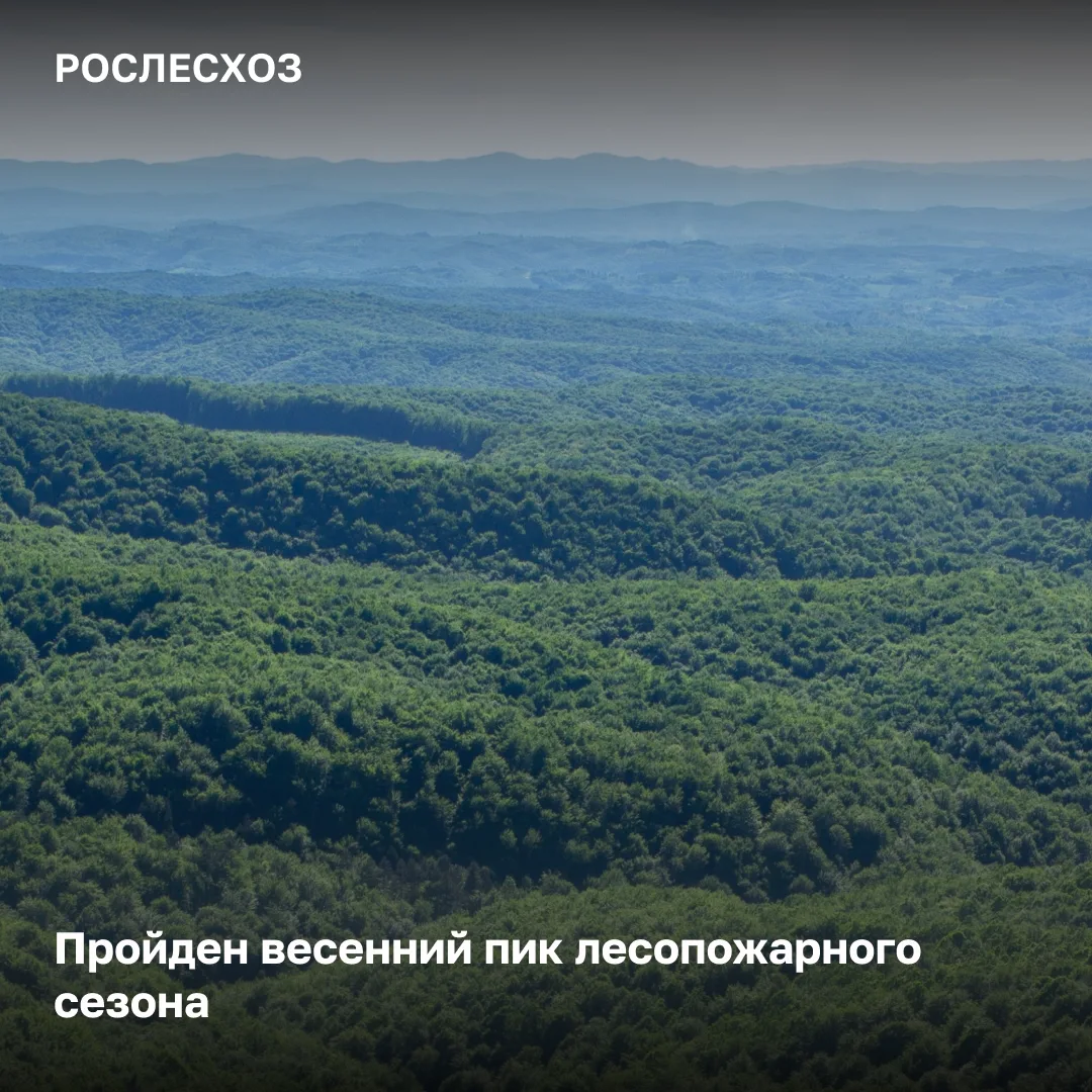 🟢 На полях ПМЭФ-2026 руководитель Рослесхоза Иван Советников рассказал об итогах весен...