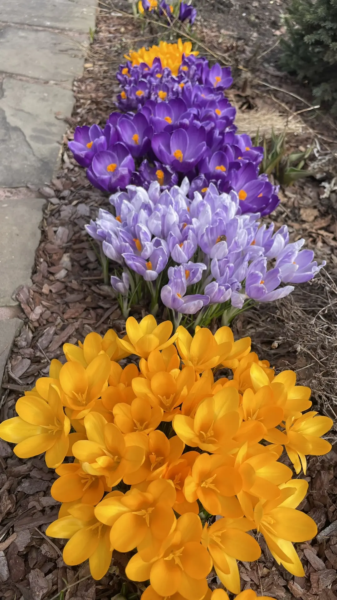 Доброе воскресное утро 🌷🌷🌷