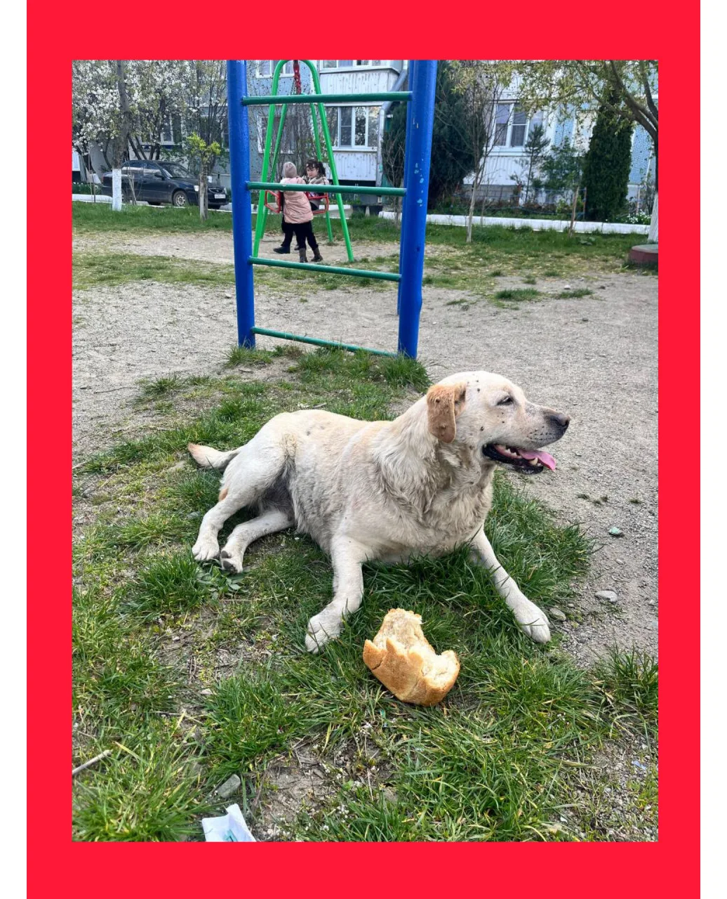 ❗❗❗ Потерялся лабрадор, девочка. В районе Олимпа +79180475287