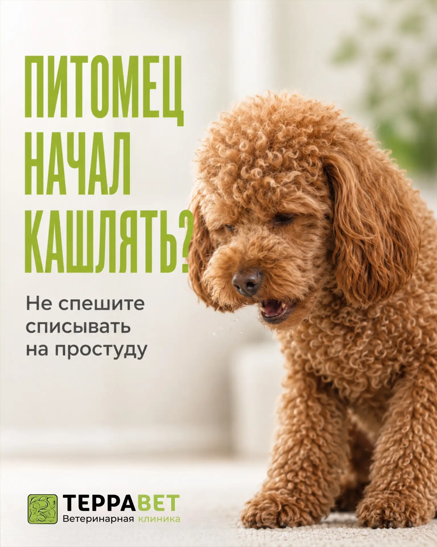 Кашель у питомца не стоит воспринимать как самостоятельную проблему или автоматически с...