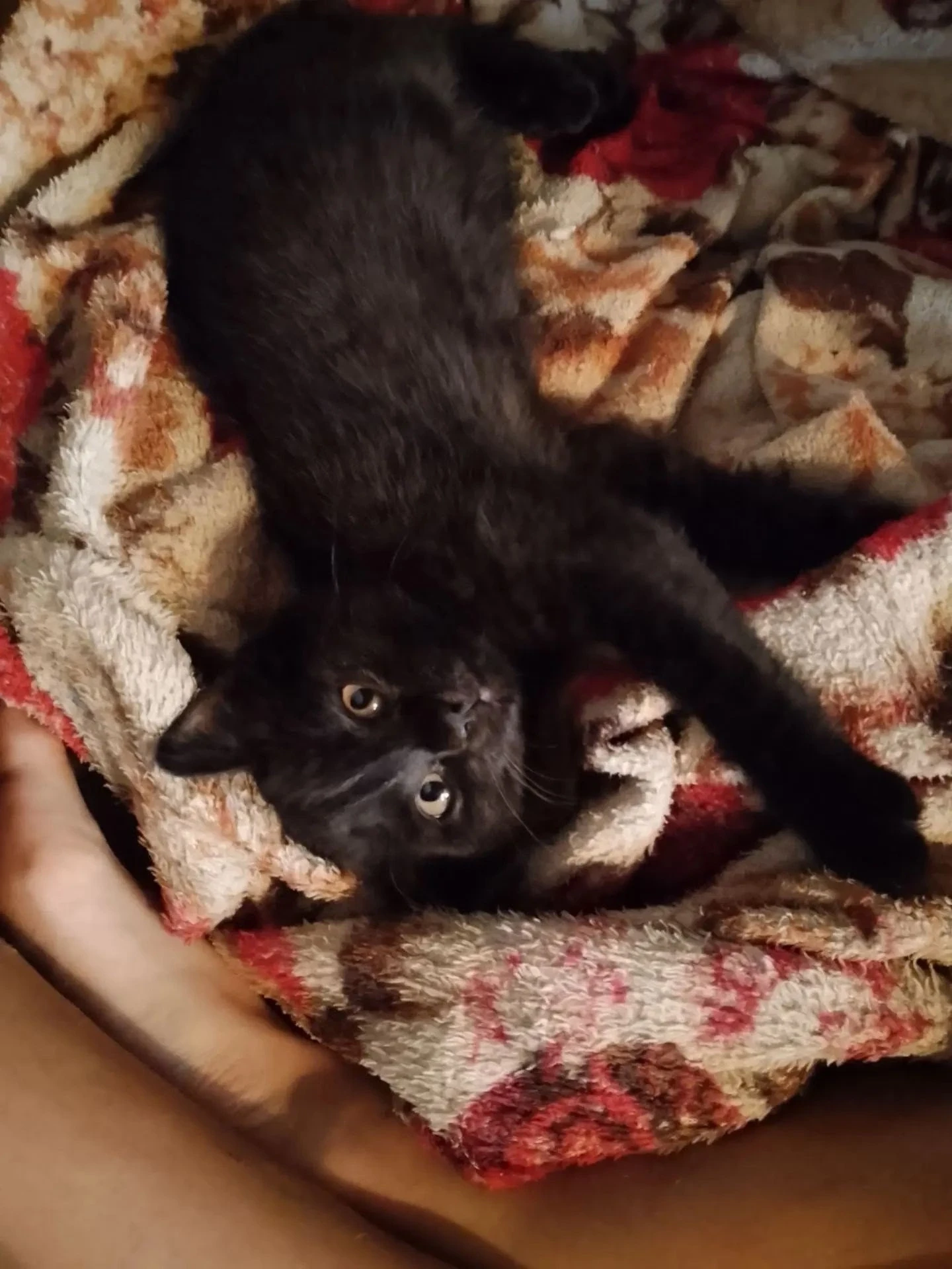 🐾 Знакомьтесь: это Дымка — моя любимая кошка! Меня зовут Самира, я учусь в 3 «б» класс...