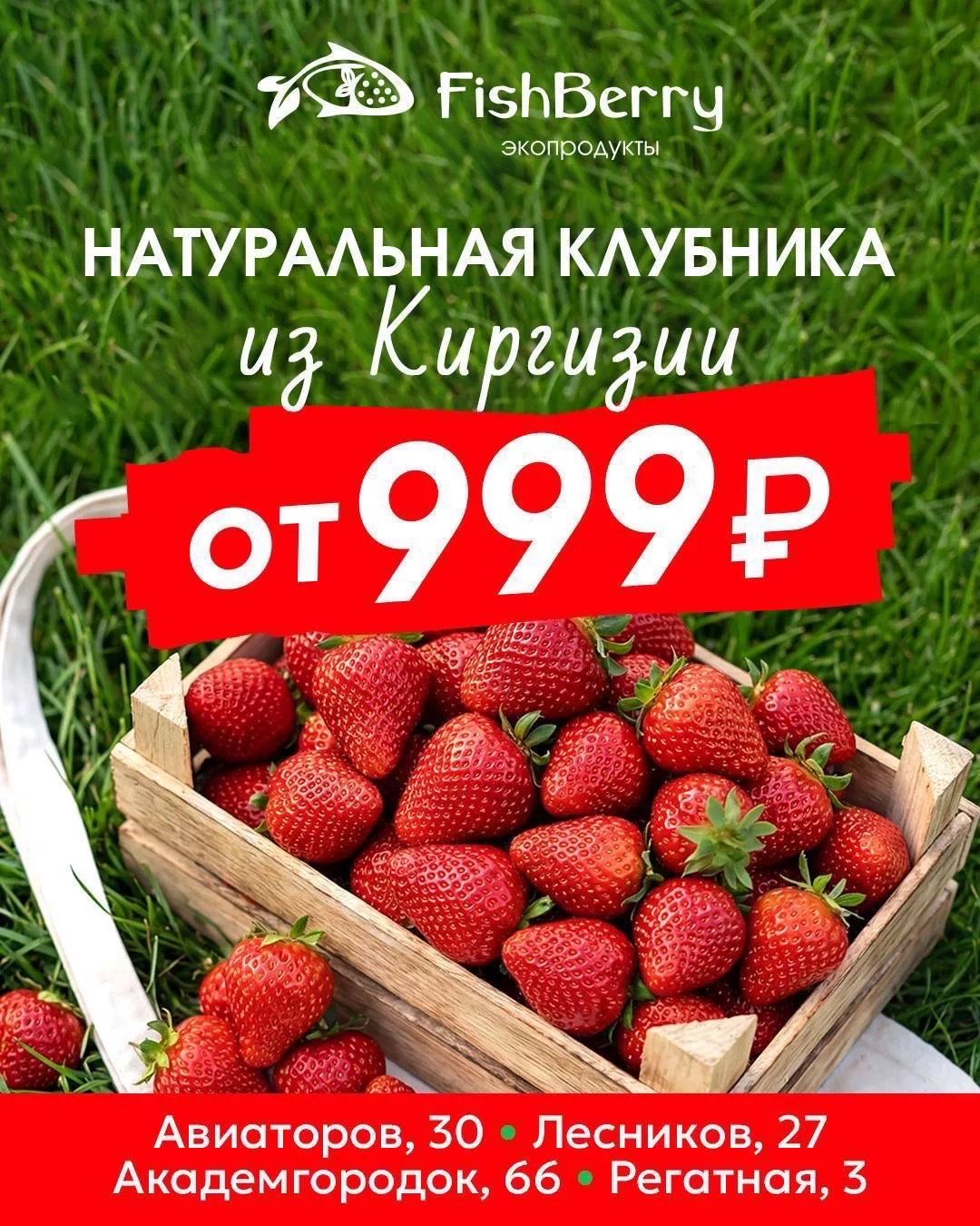 Клубника из Киргизии 🍓 Ягода сортовая крупная, ароматная, сочная, сладкая. Выращена без химии  🚚 Маш