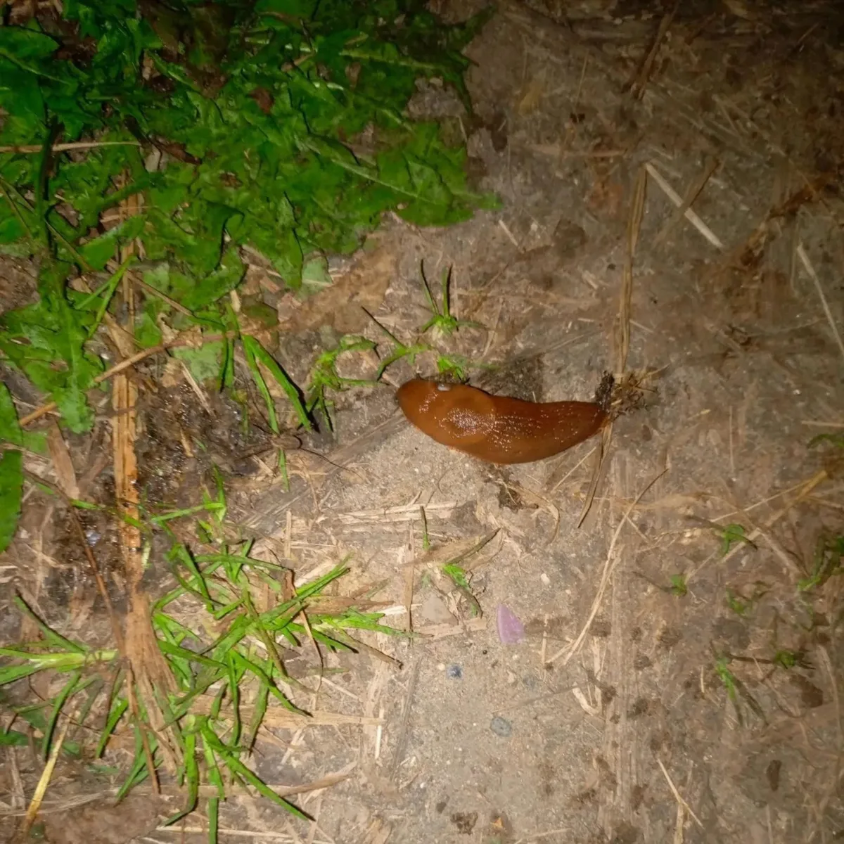 Испанские слизни покоряют СНТ Серково 🐌