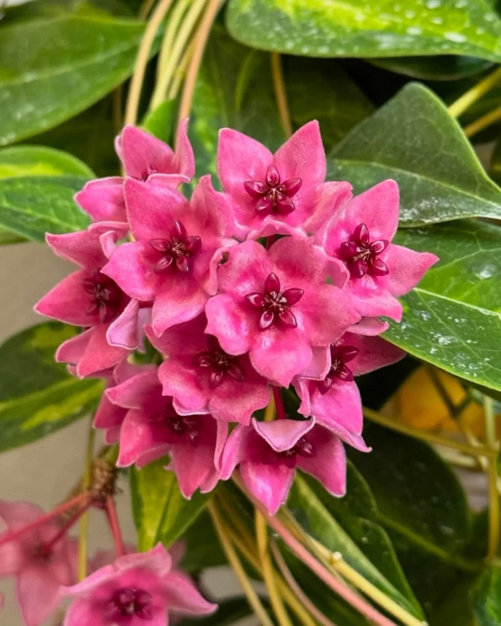 #Хойя Денниси Фрида / Hoya Dennisii Frida