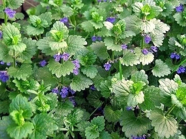 🌿 Удивительная будра: природное лекарство от множества недугов! 🌿