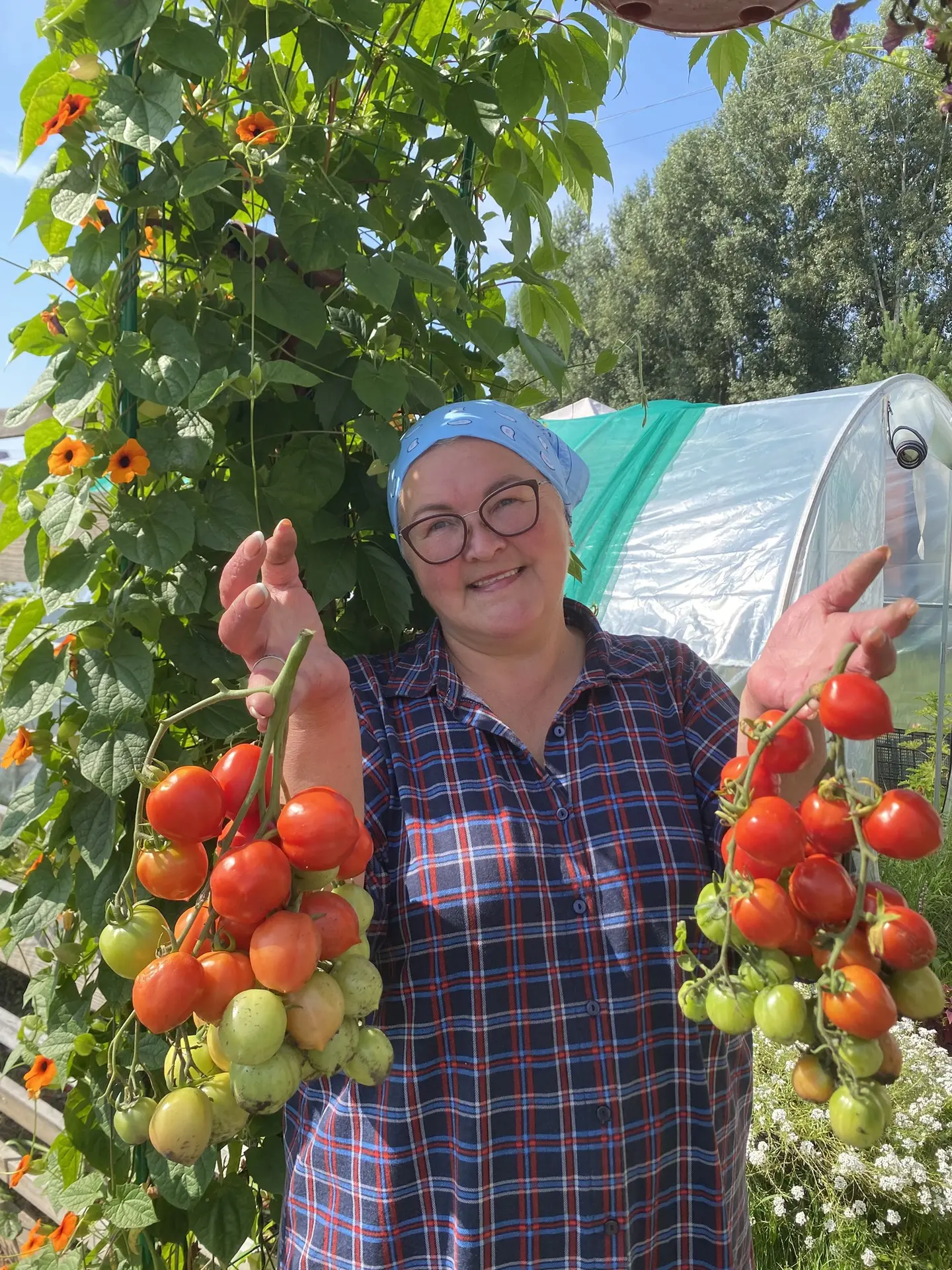 Про томат Поцелуй герани я уже рассказывала раньше. В этом сезоне снова его посеяла, бл...