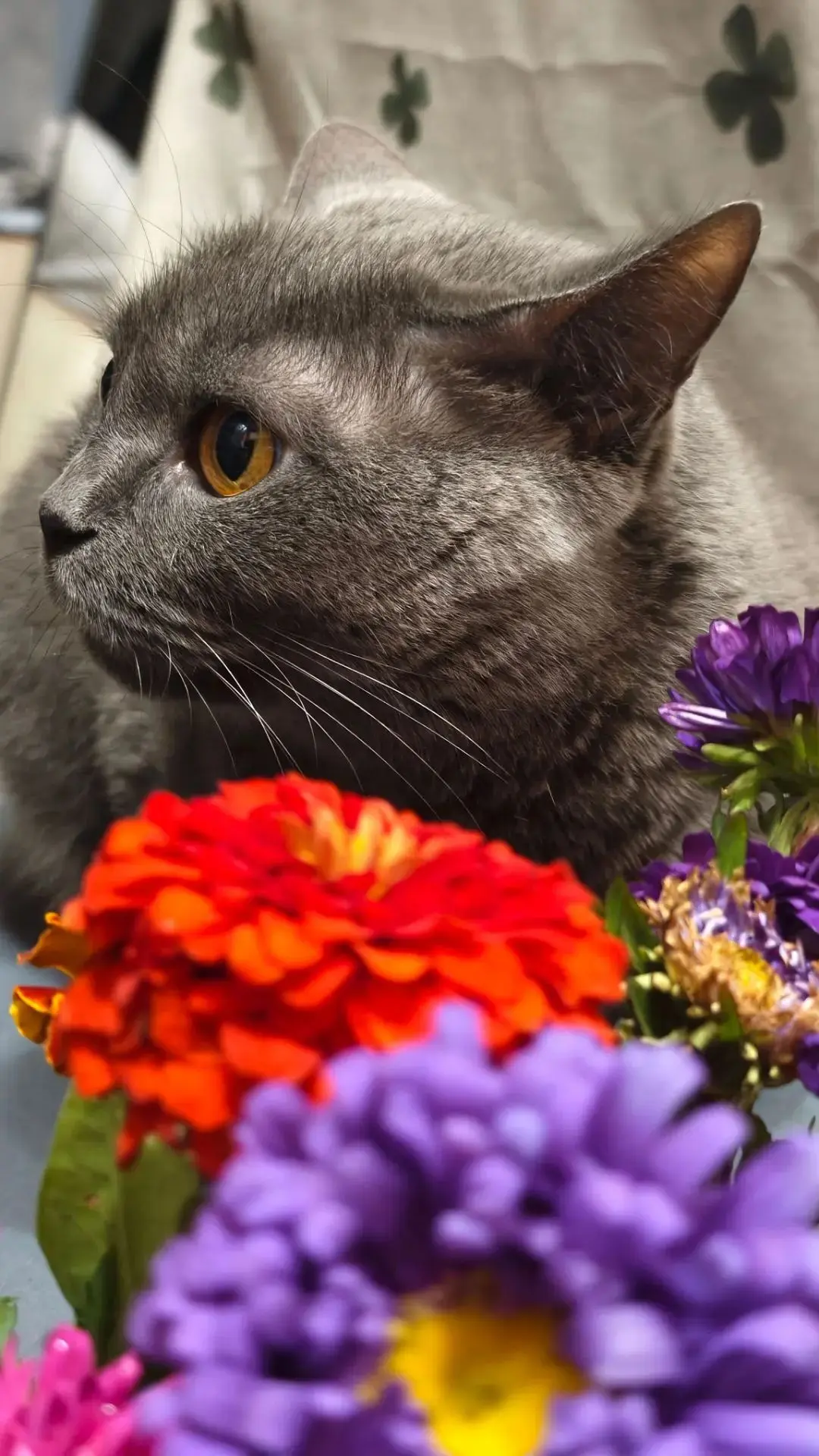 Всем девочкам нравятся цветы 🐱💐