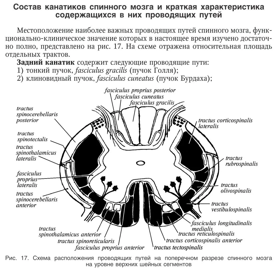 Канатики и оболочки спинного мозга