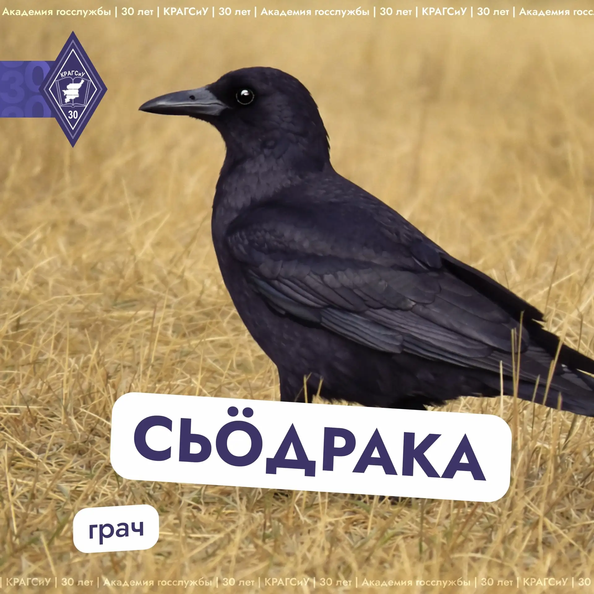 Весна уже в самом разгаре – солнечное и яркое настроение вокруг ☀    А давайте вспомним, какие птицы