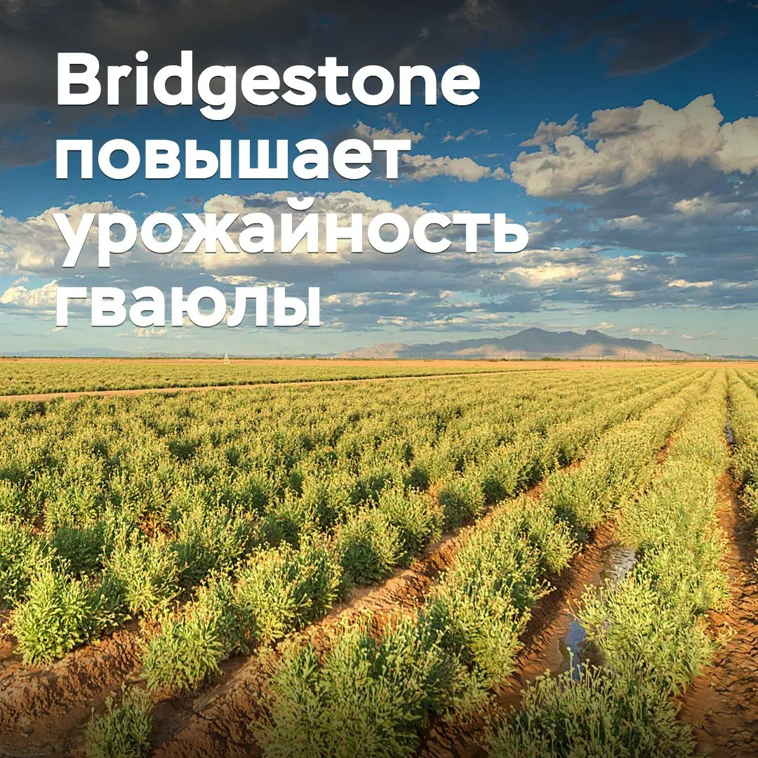 Bridgestone повышает урожайность гваюлы