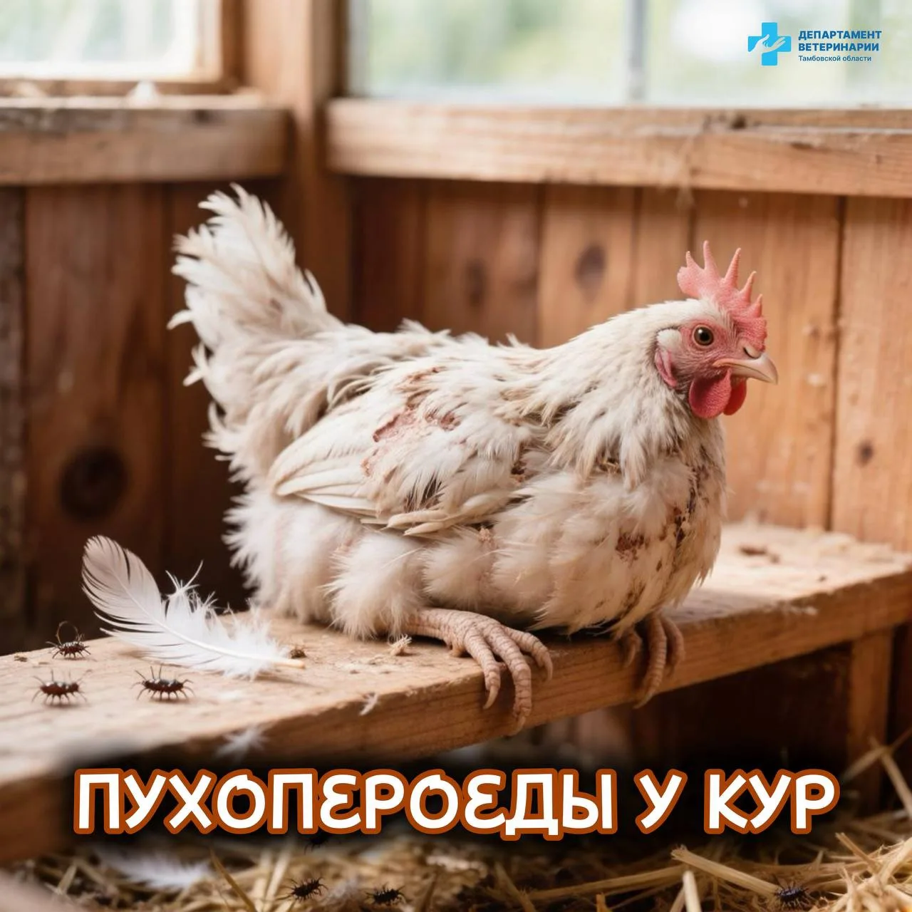 🐓Пухопероеды у кур: симптомы заражения и профилактика