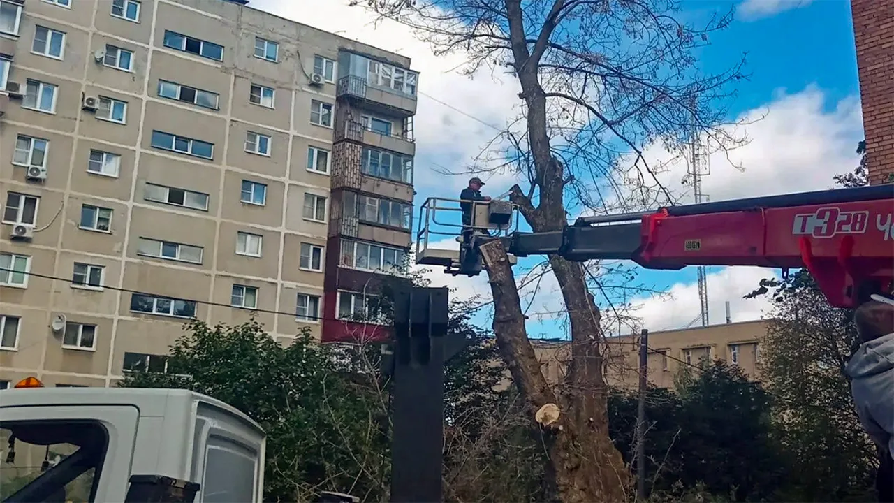 ДГХ устранил опасный сухостой во дворе дома на Дзержинского