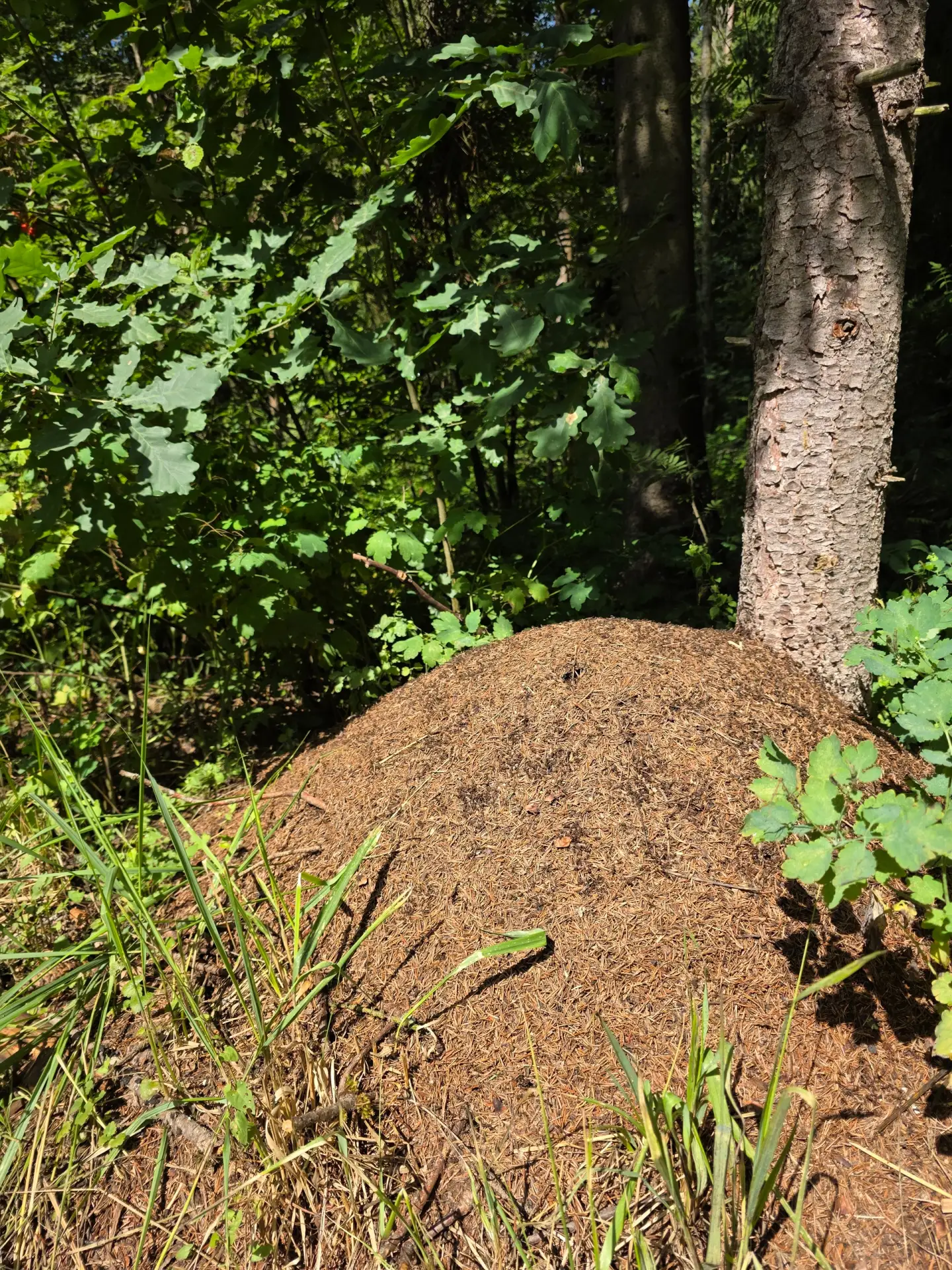 Маленький лесной город 🌲🐜
На территории нашего санатория живут не только дети, птицы и белки. Зде