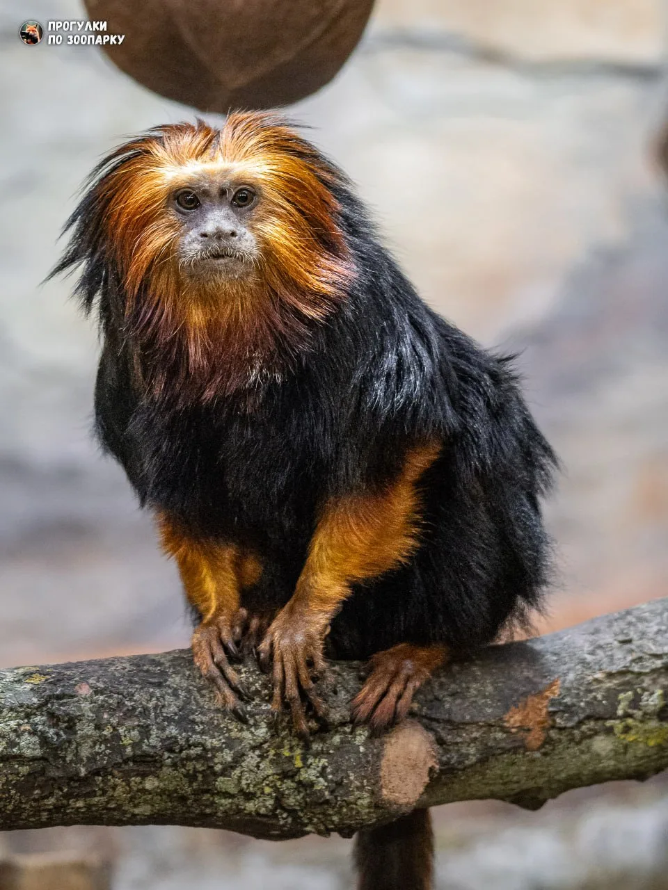 Львиная игрунка Зира🐒