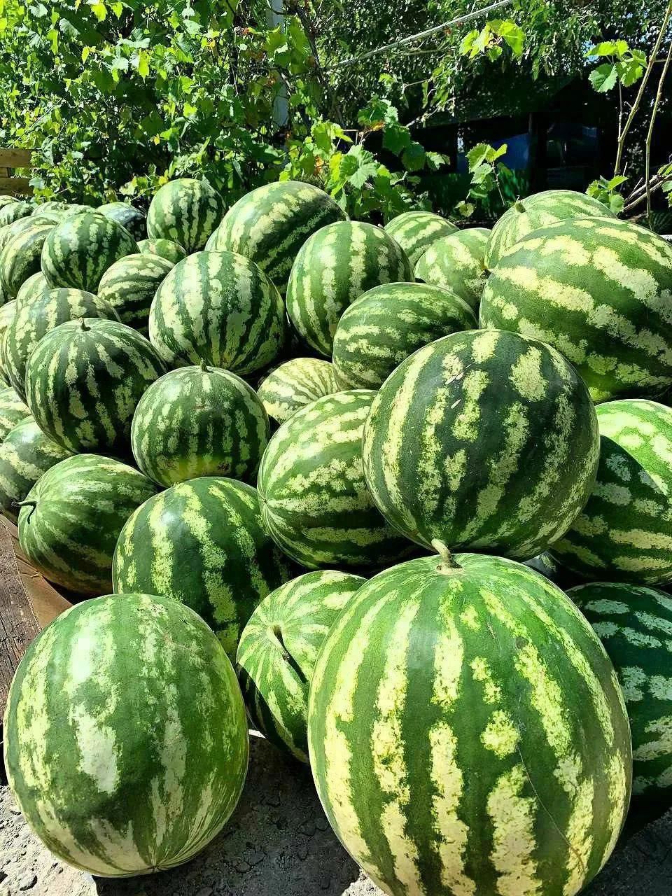 🍉 Ты любишь СЛАДКИЕ и СОЧНЫЕ арбузы? В хозяйстве из Журавской они есть 👍