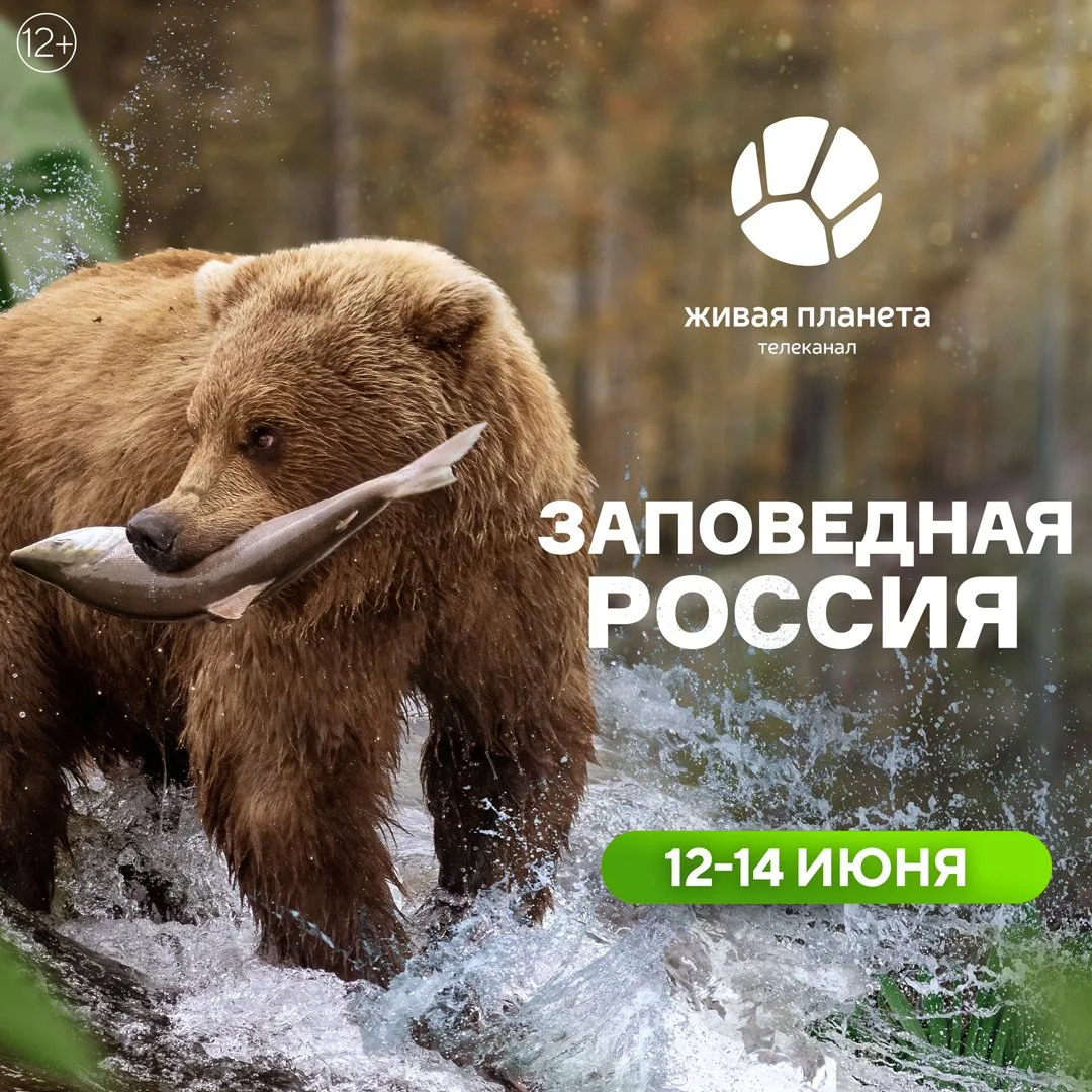 С 12 по 14 июня телеканал «Живая Планета» проведёт праздничный марафон в честь Дня России. Всё эфирн