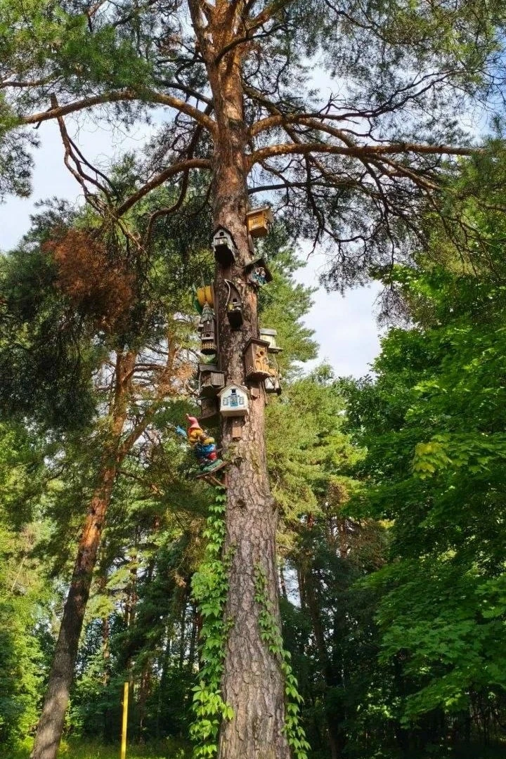 Многоквартирная сосна из Пестовского парка🥰
