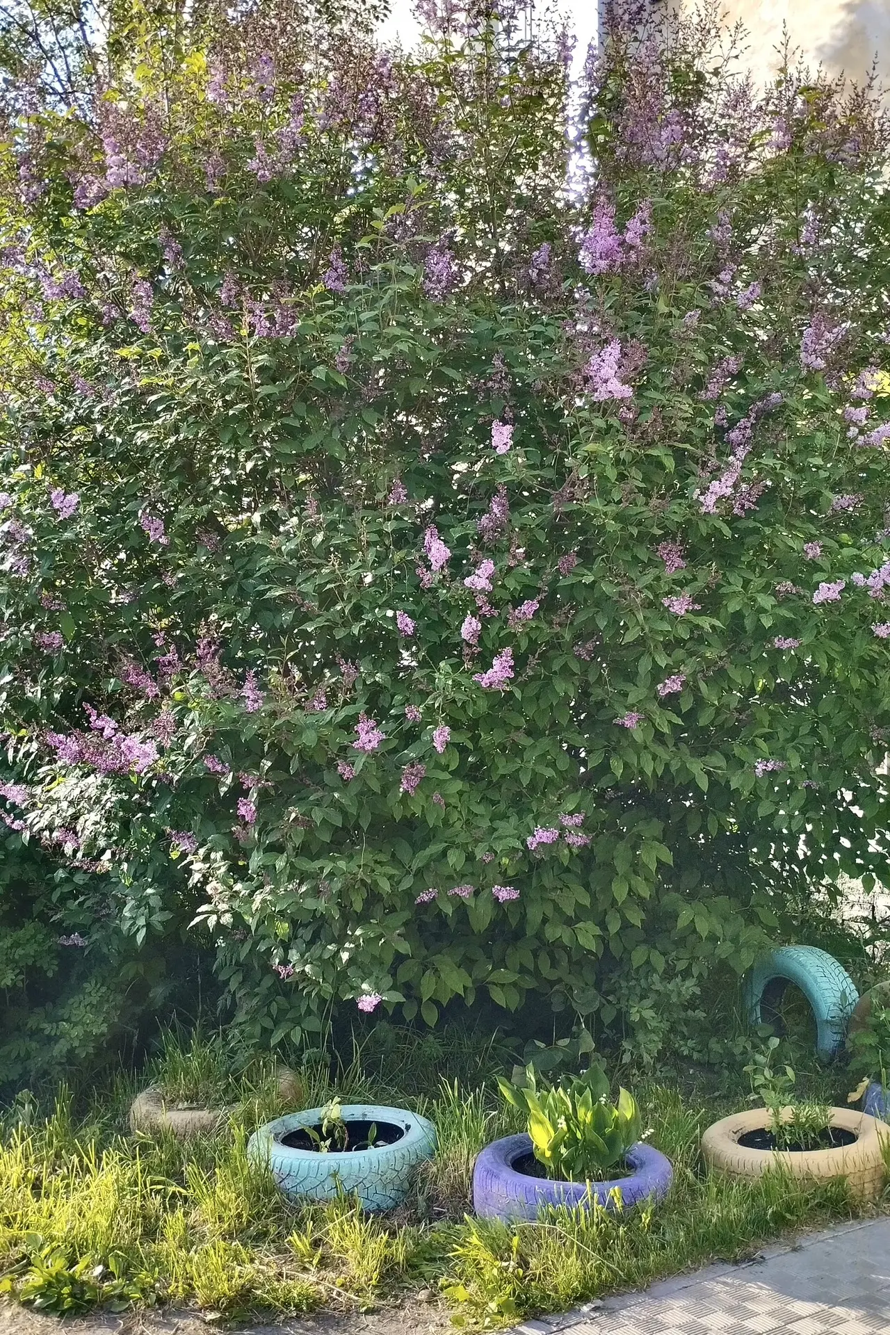 В Апатитах зацвела сирень 🌸