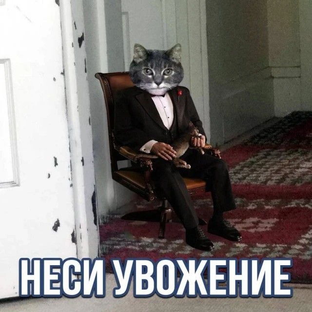 День уважения кошки сегодня. Владимир Малёшин на тему: