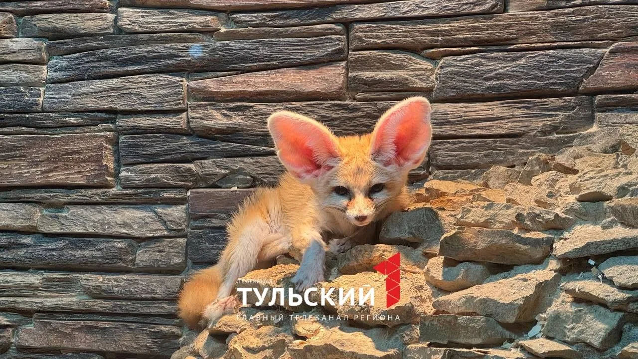 🤩 Фенек Зорро снова стал самым популярным питомцем Тульского экзотариума