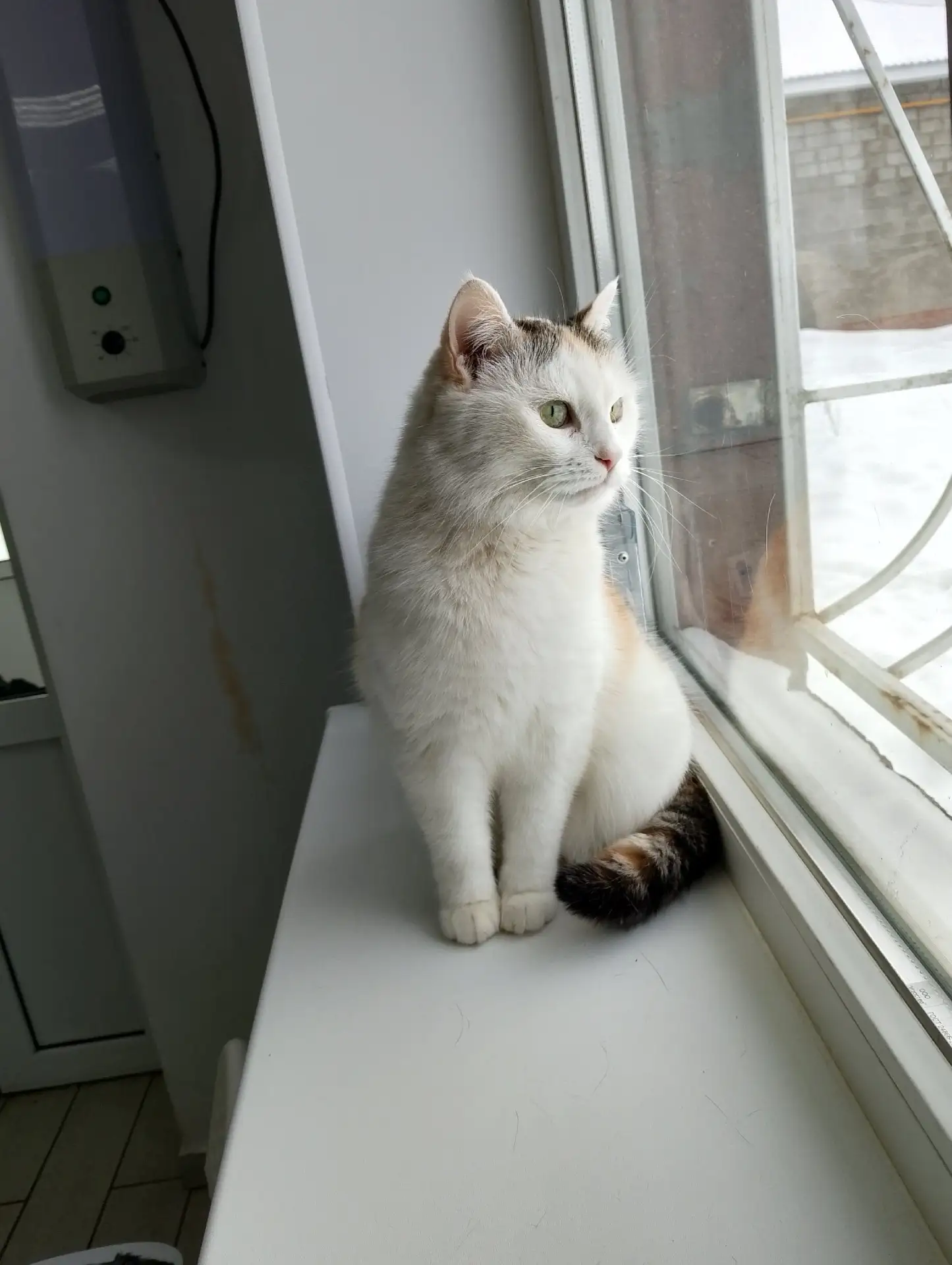 🌷Пристраиваются в хорошие ручки, 🙏🙏🙏молодые кошечки. Очень красивые, ласковые , спо...