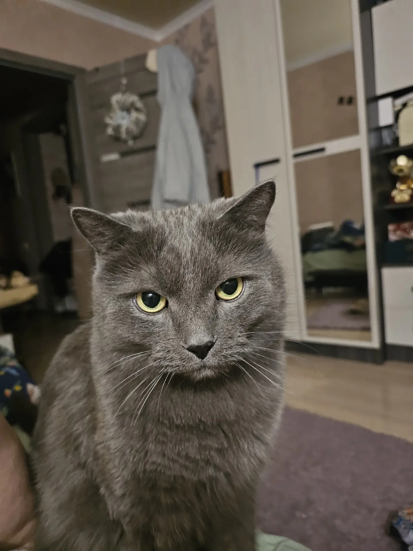 Грэй передаёт привет из дома!😻