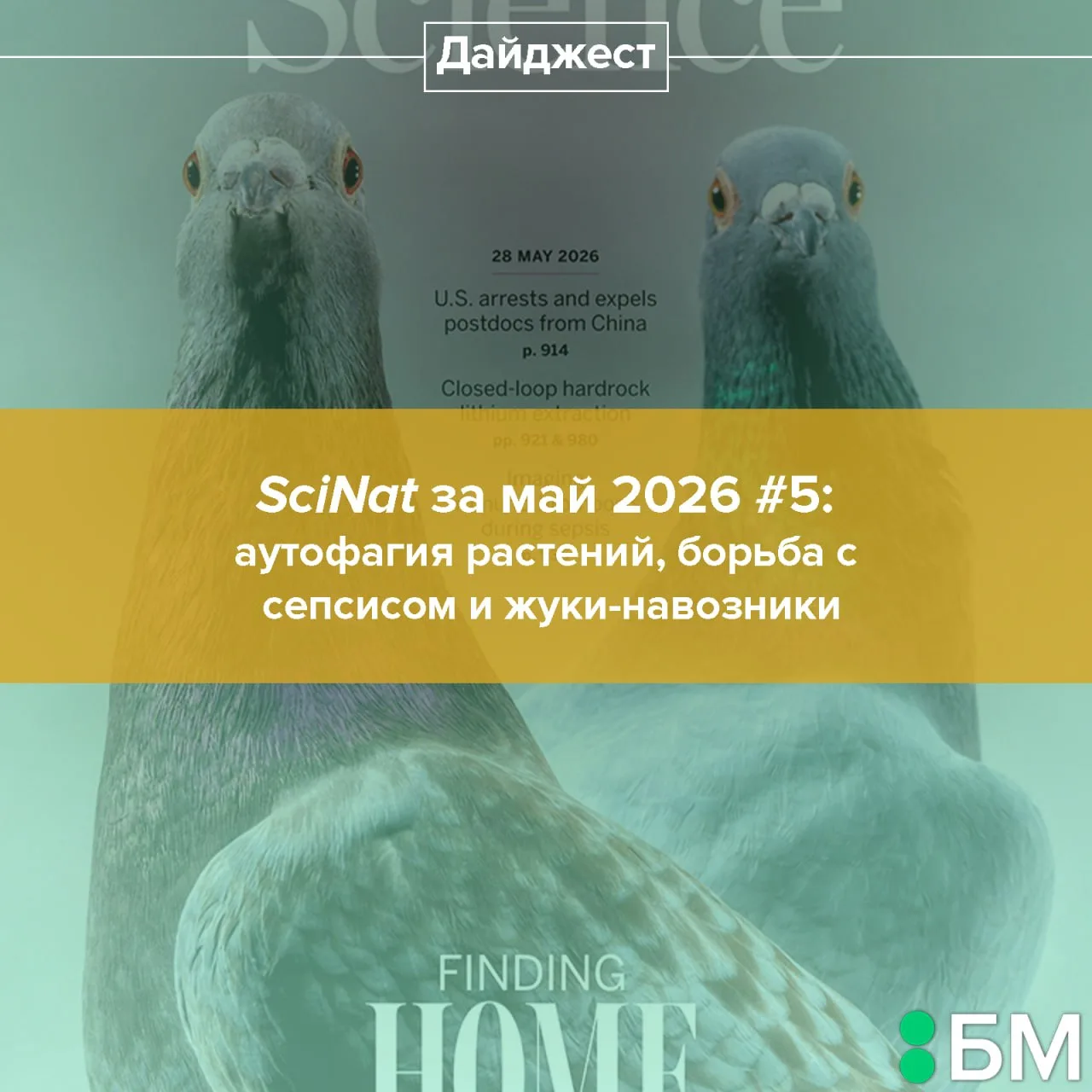 Из нового дайджеста вы узнаете, как клеточная аутофагия помогает растениям бороться с и...