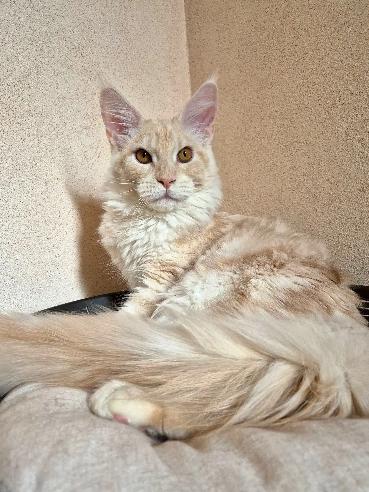 🐈 Урал, 6 месяцев.