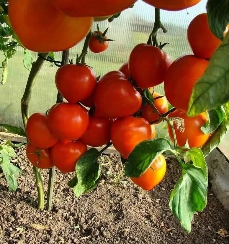 Чтобы томаты супер быстро росли 🍅 
 
Секрет плодоносящих томатов в хорошей подкормке, и сегодня мы 