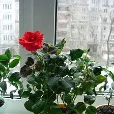 🌹 Уход за комнатной розой после покупки
