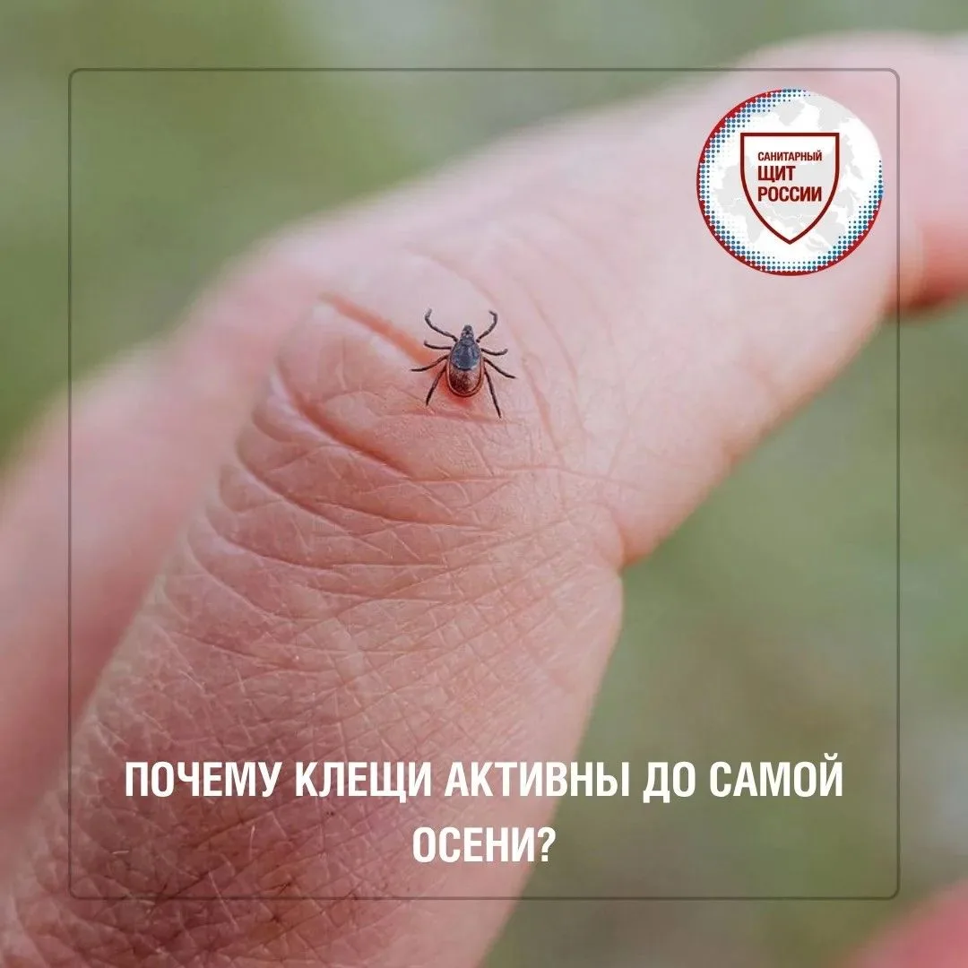 Клещей часто считают «весенней опасностью», но в действительности встретиться с ними мо...