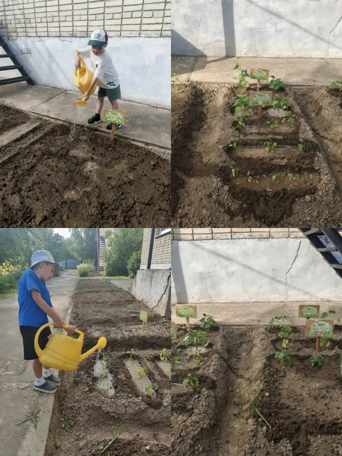 Мы сажаем огород.🥦🥕 
Посмотрите, что растёт!

Совсем недавно воспитанники нашего детского сада из 
