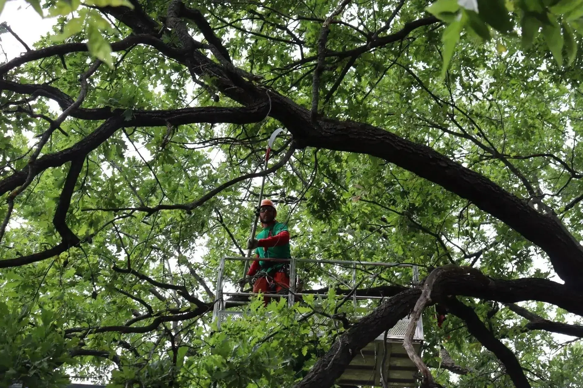 🌳 В Энгельсе спасают 112-летний дуб — памятник природы

В урочище «Тинь-Зинь» специалисты проводят 