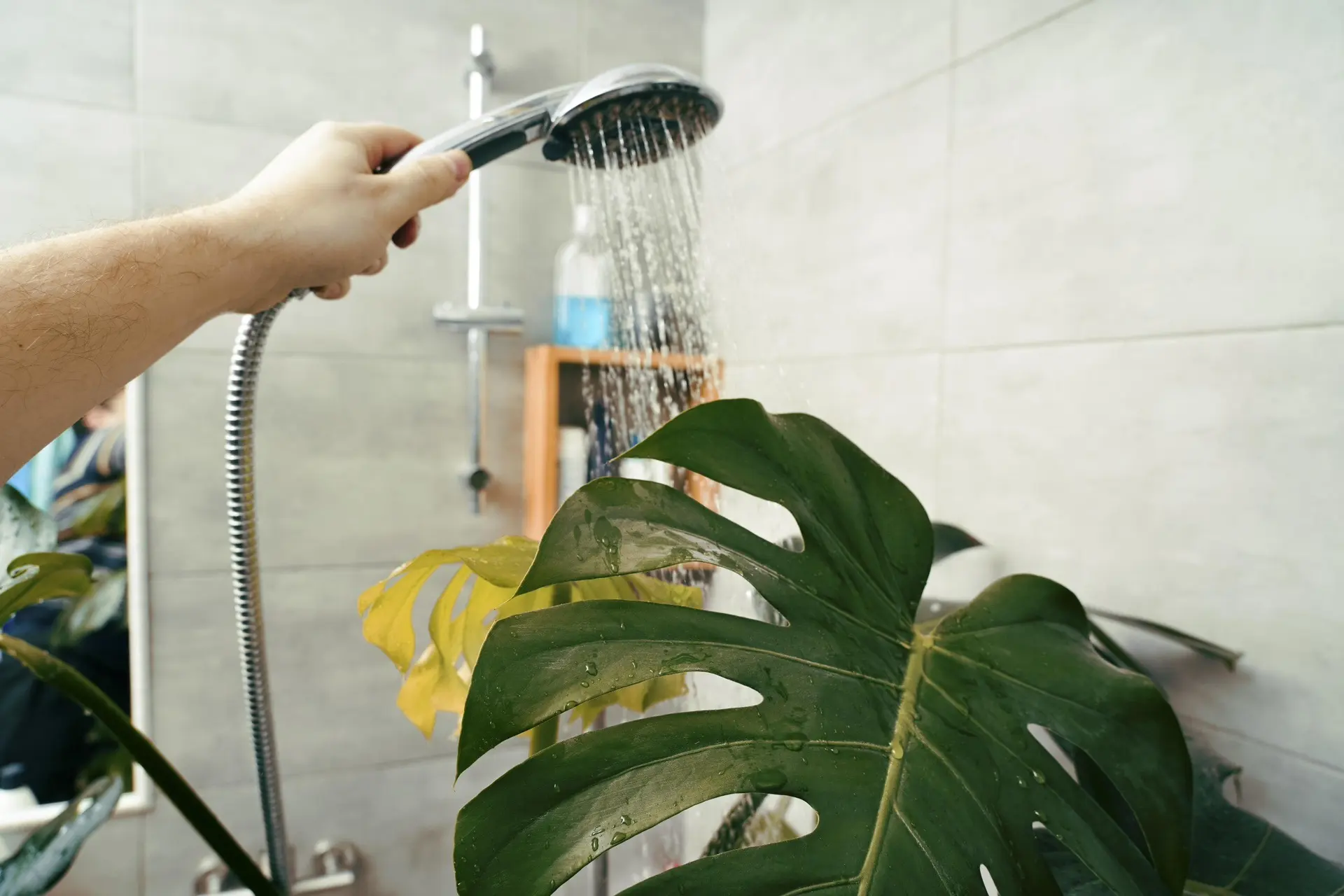 Иногда лучший SPA-день для растения стоит ноль рублей 😂🚿