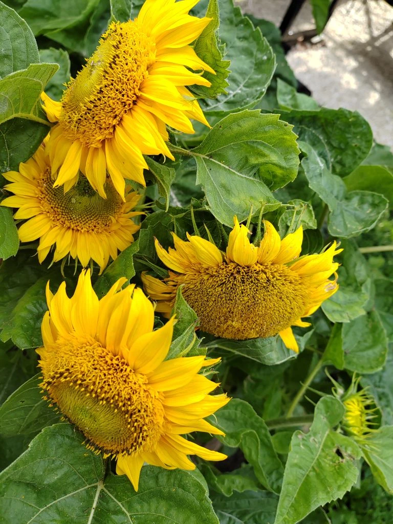 Солнечного начала рабочей недели! 🌞